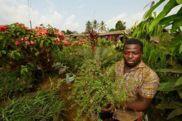 Man säljer plantor i Kamerun