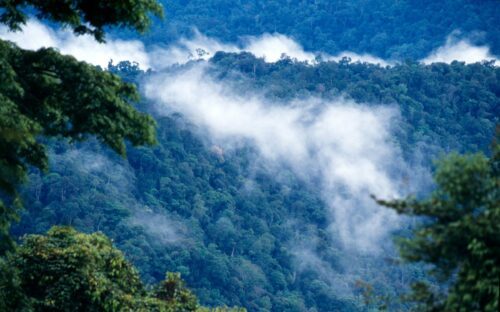 Dimma svävar genom tät, grön tropisk regnskog över bergsryggar i Kayan Mentarang nationalpark, Östkalimantan.