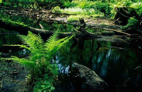 Grön ormbunke växer vid en stilla skogsbäck med mörkt vatten, nedfallna träd och rötter i Białowieża nationalpark, Polen.