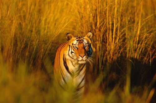Bengal tiger portrait, Bandhavgarh NP, Madhya Pradesh, India, © naturepl.com / Francois Savigny / WWF Bengaltiger i högt gräs; stirrande blick mot kameran, orange‑svarta ränder i gyllene ljus.