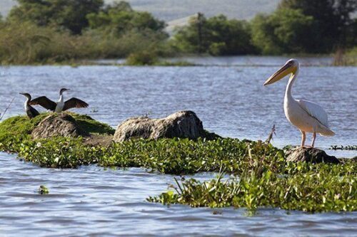 Naivasha Kenya