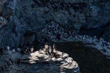 En grupp sillgrisslor sitter på en klippa i ett skuggigt kustklimat, omgivna av fler sillgrisslor på klippväggarna i bakgrunden.