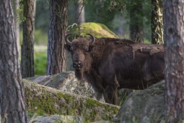 En visent står mellan träd och mossbeklädda stenar, vänder blicken mot kameran.