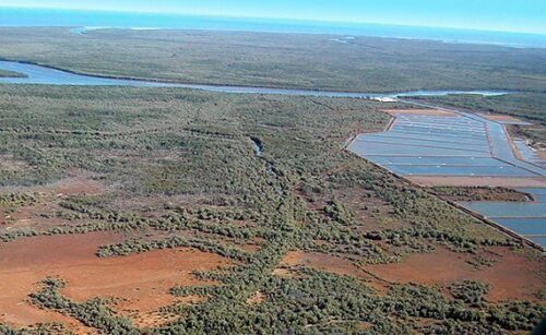 Mangrove räkodling