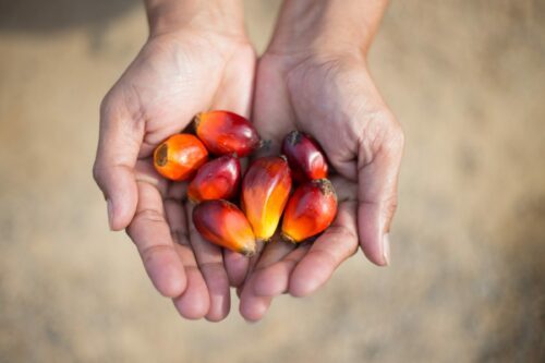 Palmolja frukt, Indonesien