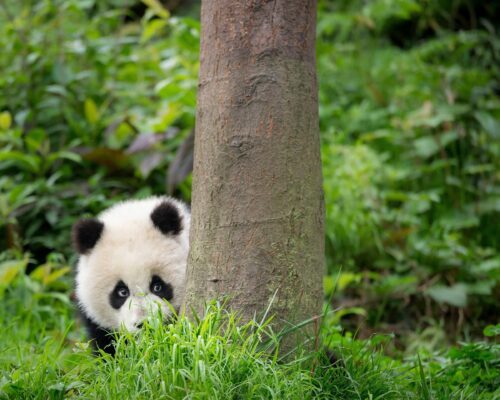 Jättepanda kikar fram bakom ett träd, svarta ögonfläckar och gräs runtom — i Kina.
