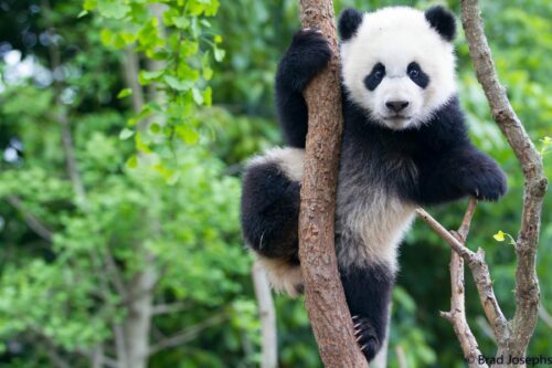 Panda (Ailuropoda melanoleuca)