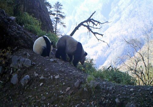 Pandahona med unge