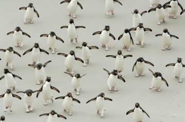 Grupp av Rockhopper pingviner, Falklandsöarna