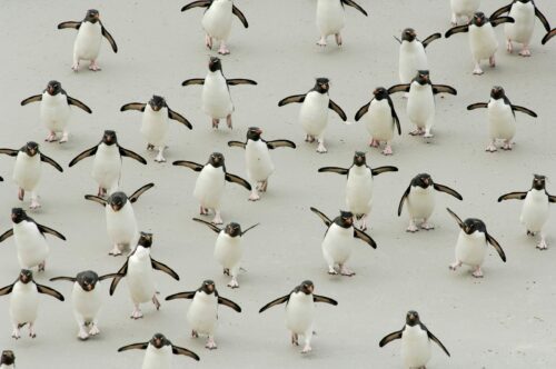Grupp av Rockhopper pingviner, Falklandsöarna