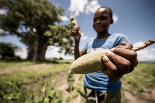 Pojke med trädfrukt i Tanzania