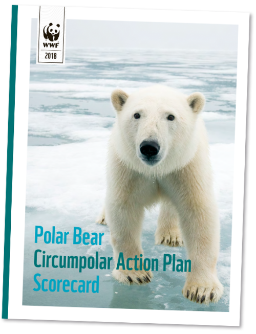 Isbjörn står på havsis; framsida av rapport med texten "Polar Bear Circumpolar Action Plan Scorecard" och WWF-logotypen "WWF 2018".
