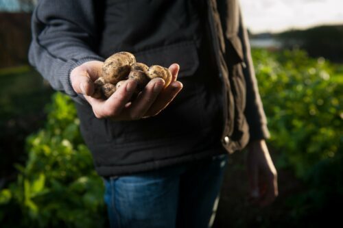 En hand håller nyupptagna, jordiga potatisar i olika storlekar, närbild på hand och potatis.