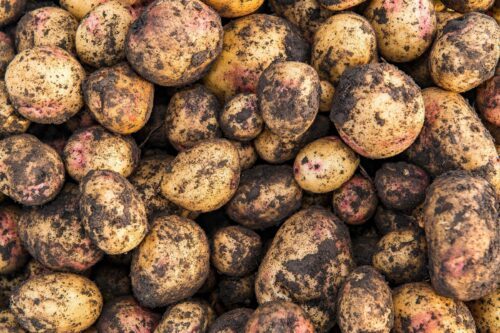 Nyskördad potatis