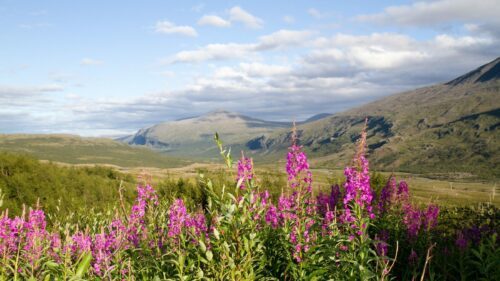 Rallarros (Chamerion angustifolium) i de svenska fjällen