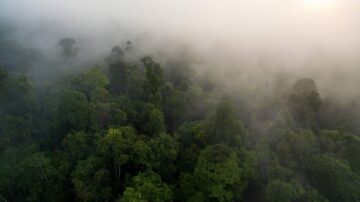 Vy över regnskog i Sumatra