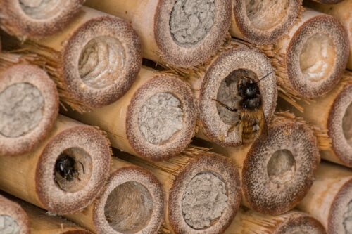 Rödmurarbi (Osmia bicornis)