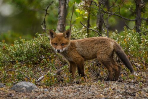 Rödräv (Vulpes vulpes)