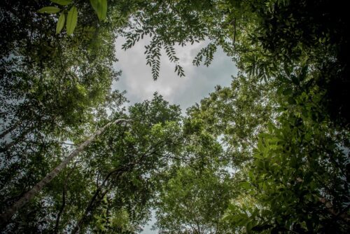 Skog av rottingträd i Laos