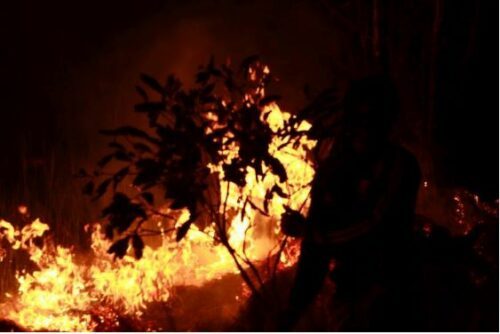 Brand i Sebangau nationalpark