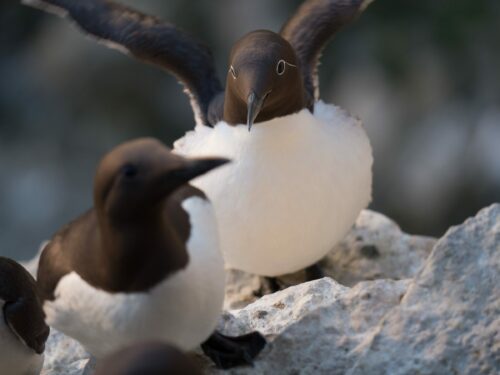 Sillgrissla (Uria aalge), Karlsö, Sverige, © Joakim Odelberg / WWF-Sweden Sillgrissla (Uria aalge), Karlsö, Sverige