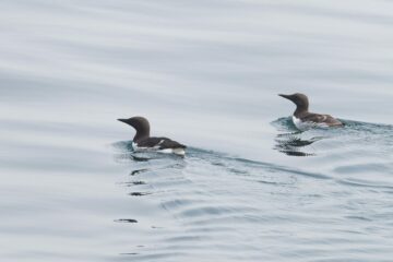 Sillgrissla (Uria aalge)