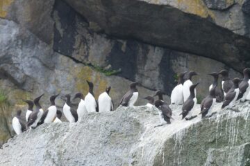 Sillgrissla (Uria aalge)