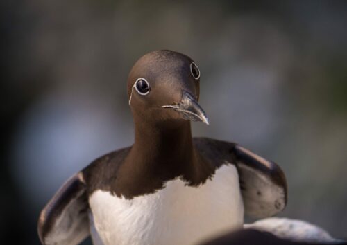 Sillgrissla (Uria aalge), Fotograf: Joakim Odelberg / WWF-Sweden Sillgrissla (Uria aalge)