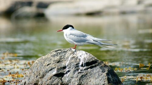 Silvertärna (Sterna paradisaea)