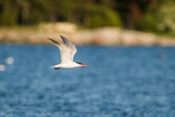 Skräntärna (Hydroprogne caspia)