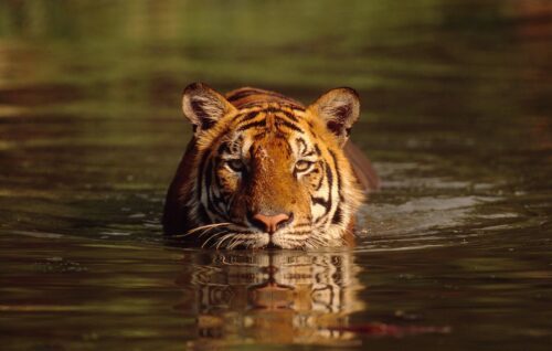 Tiger (Panthera tigris tigris) i vatten