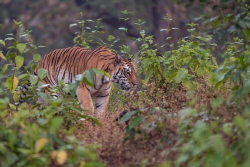 Tigerhona (Panthera tigris tigris)