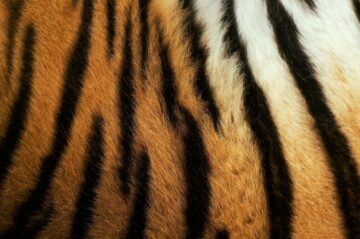 Mönster från päls på sibirisk tiger
