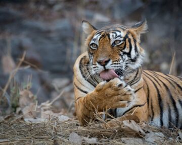 Tiger som slickar sin tass
