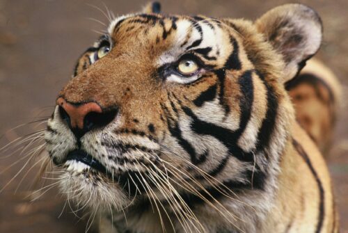 (Panthera tigris tigris)