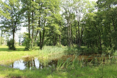 Vattensamling omgiven av gräs och skog.
