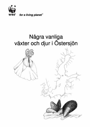 Några vanliga växter och djur i Östersjön Några vanliga växter och djur i Östersjön