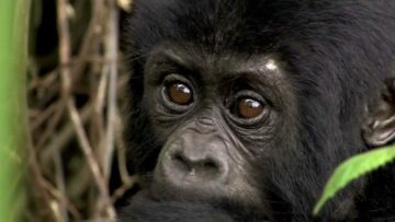 Virunga - Uppdrag för att skydda Afrikas äldsta nationalpark