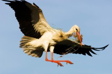 Vit stork (Ciconia ciconia)