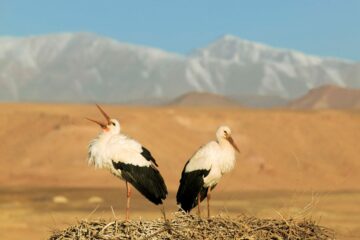 Vit stork (Ciconia ciconia)