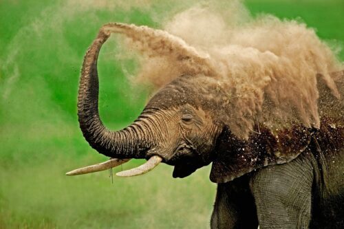 Afrikansk elefant (Loxodonta africana)