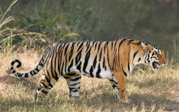 Indisk tiger, Indien