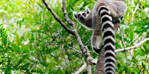 © WWF / Martina Lippuner