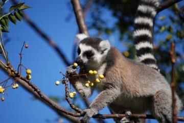 Ringsvanslemur (Lemur catta)