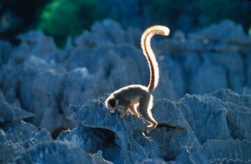 Kronlemur (Eulemur coronatus)
