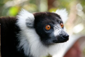 Svartvit vari (Varecia variegata)