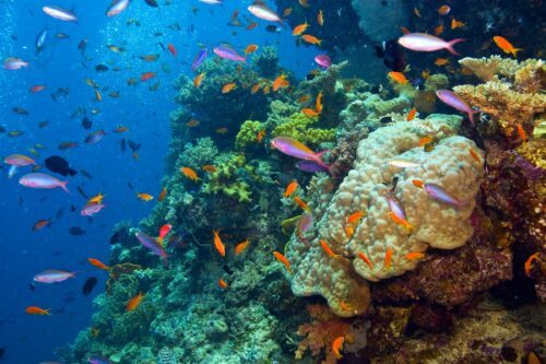 Fish and coral in the Great Barrier Reef, Australia., © Shutterstock / Debra James / WWF Färgglada små fiskar i orange och lila simmar runt frodiga korallformationer vid Stora barriärrevet.