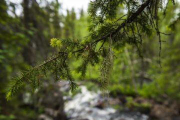 Naturskog