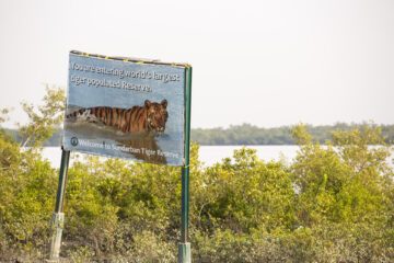 A Tiger reserve in the Sunderbans, Ganges, Delta, India, the are A Tiger reserve in the Sunderbans, Ganges, Delta, India, the are