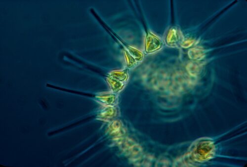 Närbild på växtplankton: kedja av små gröna, triangulära celler med långa, tunna utskott.